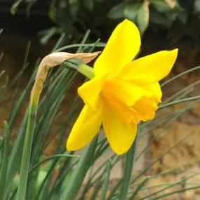 Sweetness Daffodil (Narcissus Sweetness) Img 3